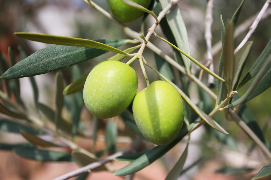 Comment bien choisir son huile d’olive dans sa cuisine ?